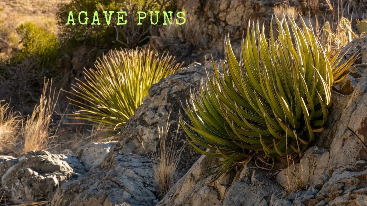 Agave puns