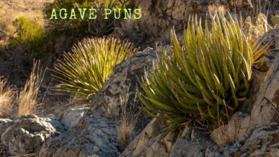 Agave puns