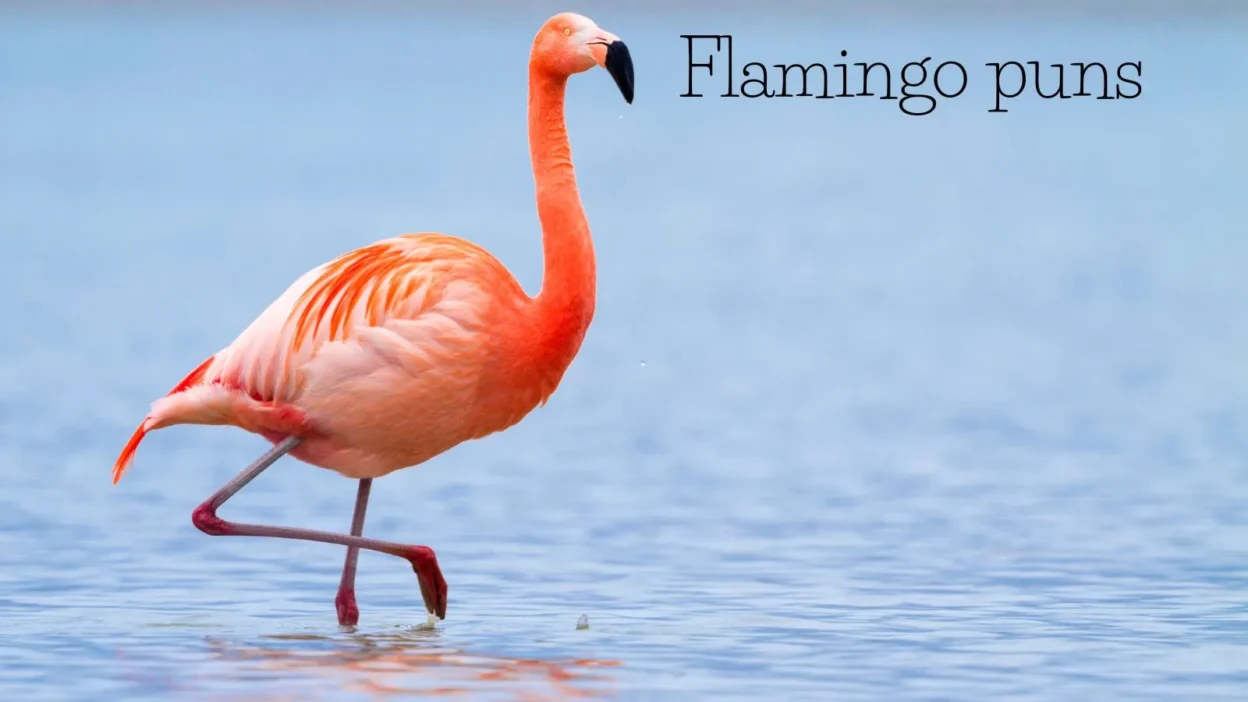 flamingo-puns
