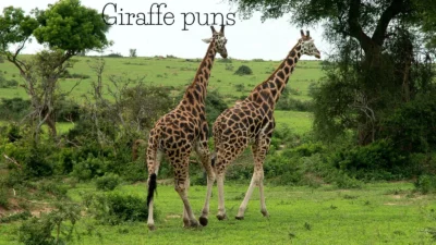 giraffe-puns-that-will-make-you-stand-tall