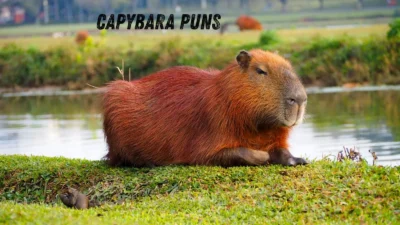 capybara puns