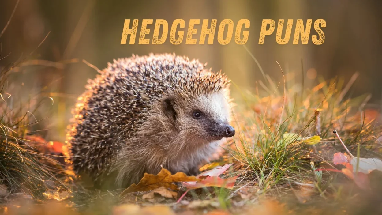 Hedgehog puns
