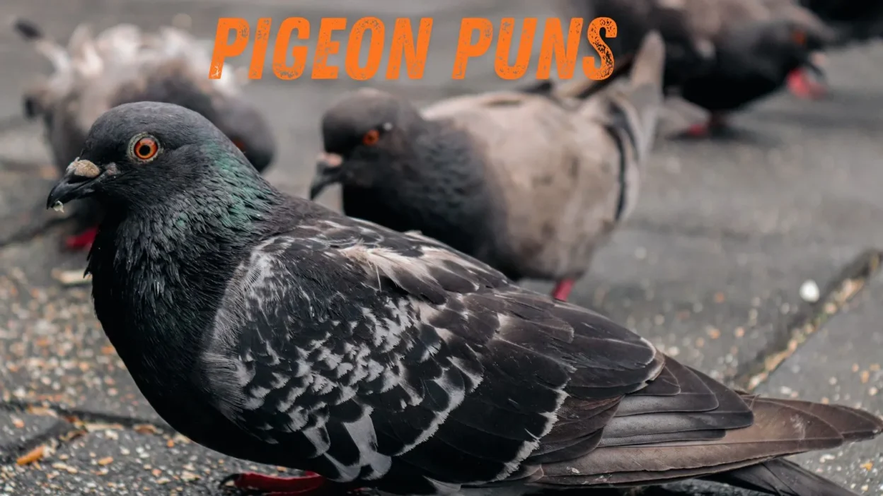 Pigeon puns