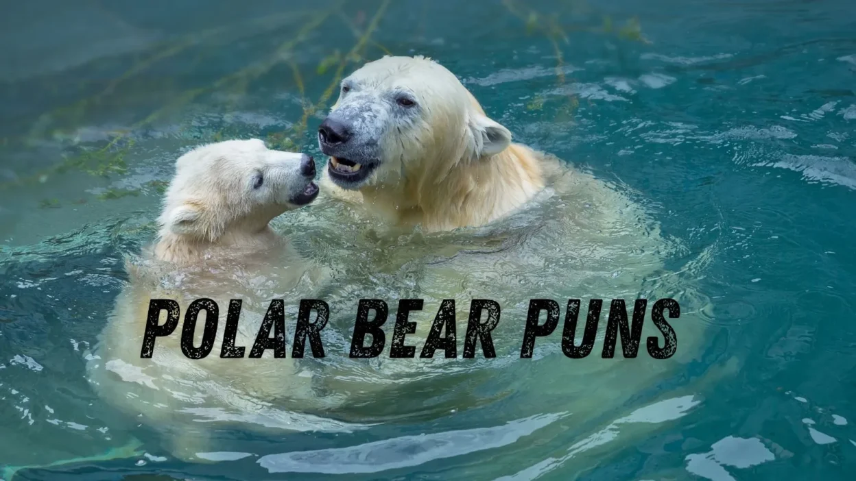 Polar bear puns