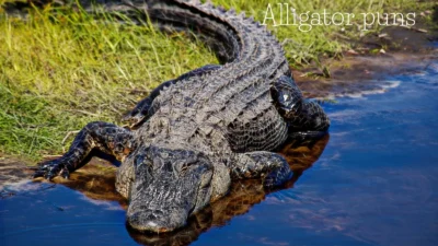 Alligator puns